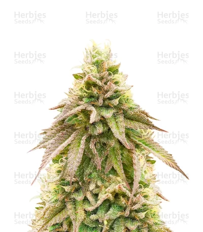 Brains Damage — K.C. Brains Seeds
