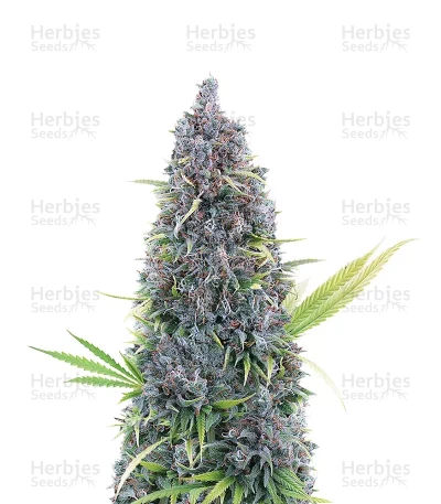Durban Thai X C99