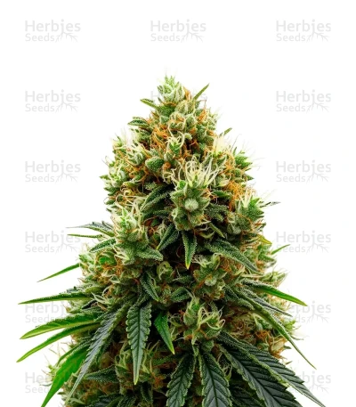 Gelato 44 — Royal Queen Seeds