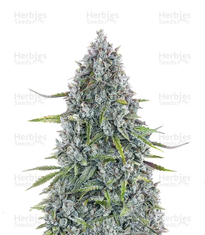 Sour Bubbly Auto — Mephisto Genetics