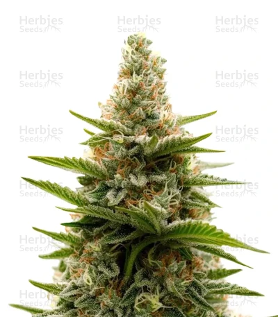 Tropicana Cherry — Barney's Farm