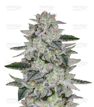 Sweet Valley Kush — Green House Seeds