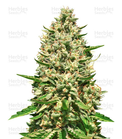 Early Bubba Hash — Ace Seeds