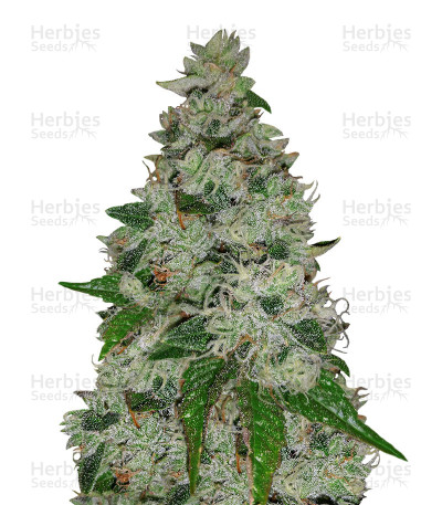 Ocean Grown Cookies — Dinafem Seeds