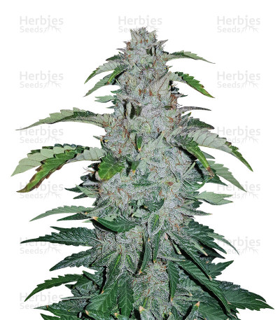 Strawberry Nuggets Auto