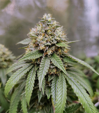 Triple-G-cannabis-buds.