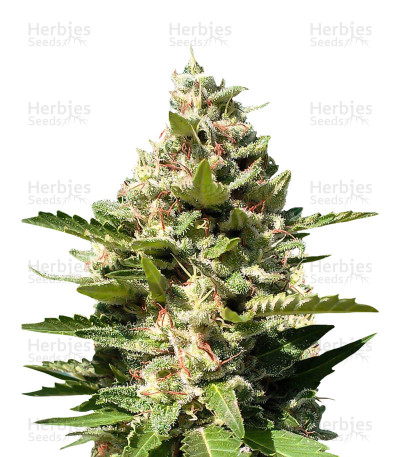 White Kush — Advanced Seeds