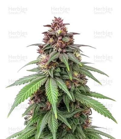 Mendo Breath — Barney's Farm