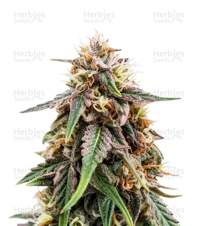 OG Critical