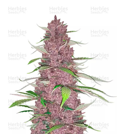 Purple Juice Auto — Herbies Seeds
