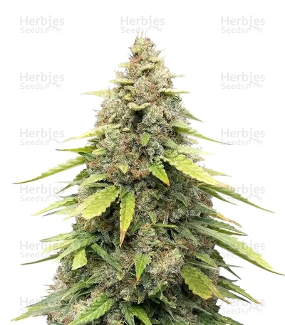 Sour Kush Auto