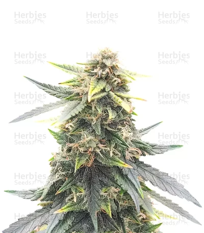 Super Orange Haze Auto — Mephisto Genetics