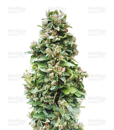 Auto Critical Soma — Advanced Seeds