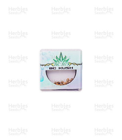 BC Kush — BC Bud Depot Seeds