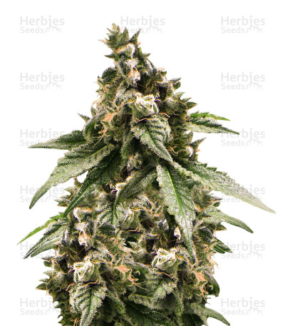 Black Jesus OG