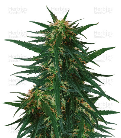 Blueberry Ghost OG — Original Sensible Seeds