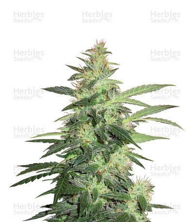 Buddha Red Dwarf