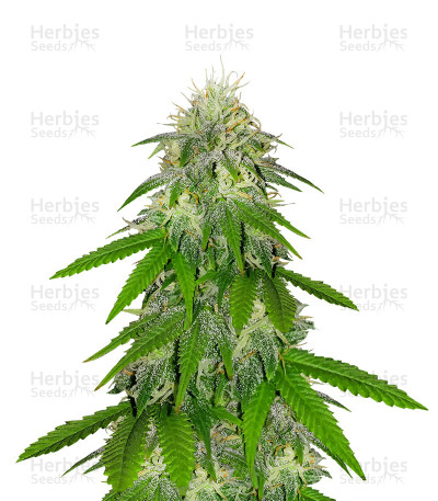LA Chocolat — DNA Genetics