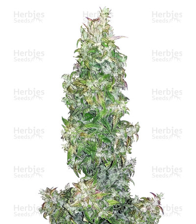 Walter White Auto — Mephisto Genetics