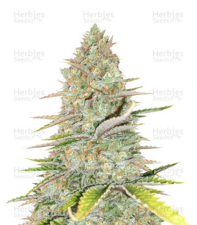 Monster Gelato — Monster Genetics