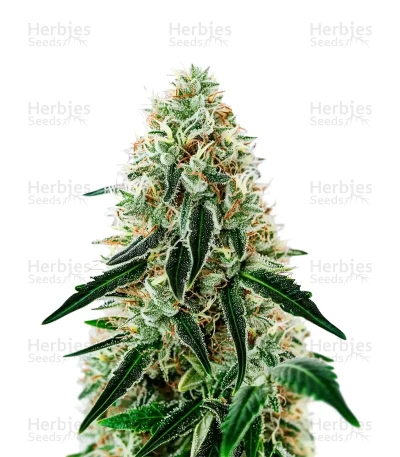 Arjan's Haze #3 — Green House Seeds