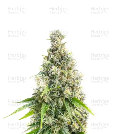 Candy Cane Mango Autoflower — Seedkeepers