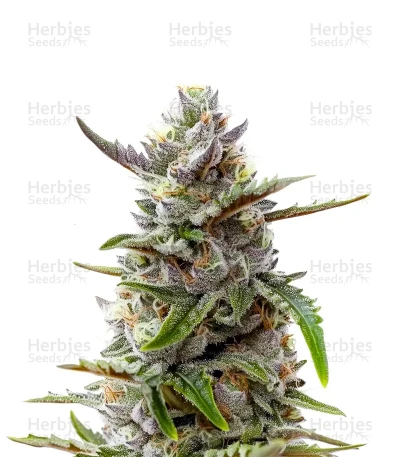 CBD-Victory Auto