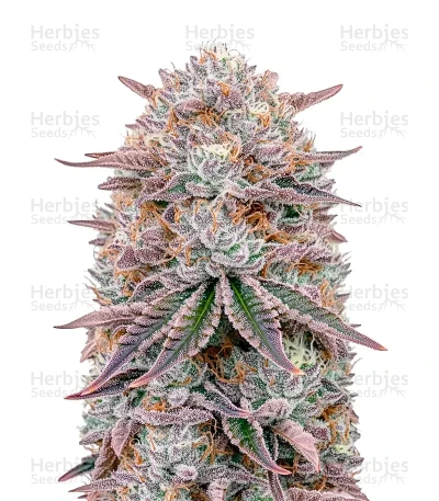 Fullgas! — Green House Seeds