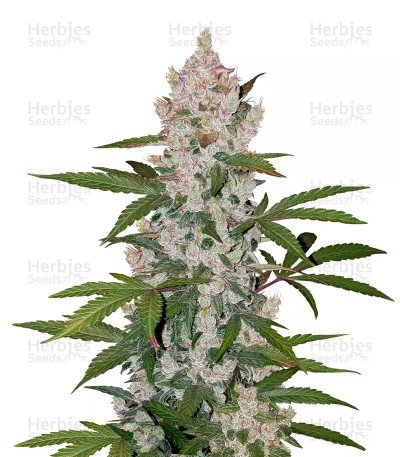 Girl Scout Cookies Auto — Fast Buds
