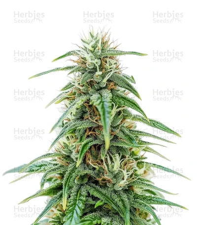 Gorilla Glue