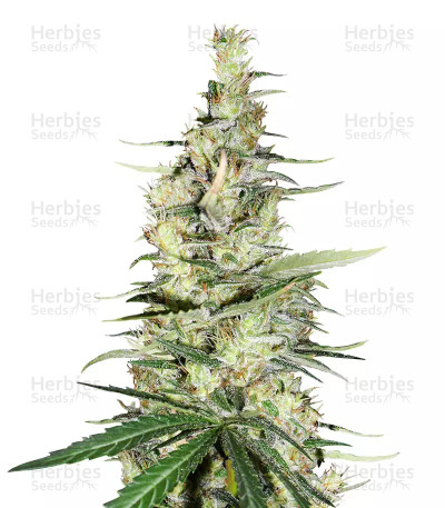 Hawaiian Snow x Amnesia x Face Off — Green House Seeds