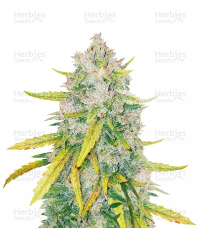 LSD — Barney's Farm