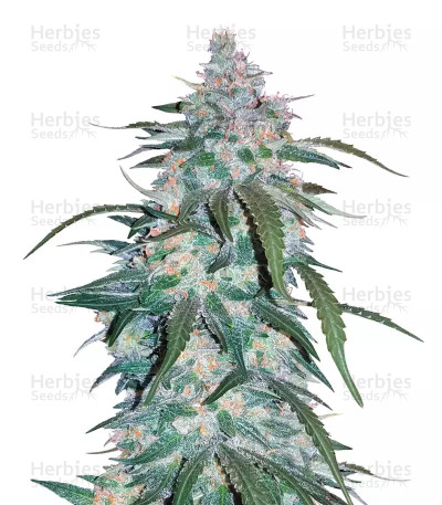 Pineapple Express Auto — Fast Buds