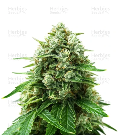 Sativa Dream — Kannabia Seeds