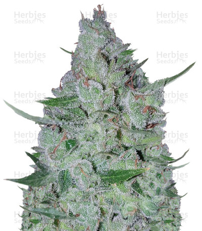White Widow Original Auto — Sumo Seeds