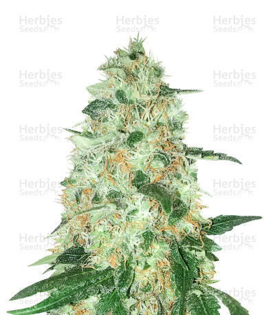 8 Ball Kush — Barney's Farm