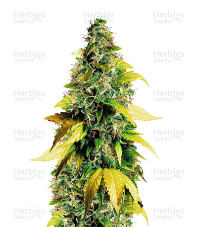 Amnesia White — White Label Seed Company