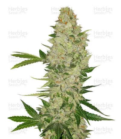 Auto Amnesia — Advanced Seeds
