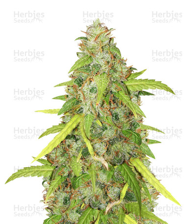 Kush Doctor