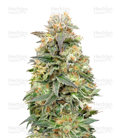 Shark Widow CBD