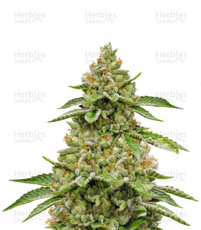 Skywalka Ghost Kush — Big Head Seeds