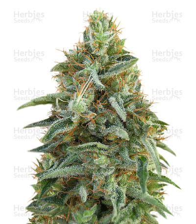 Tikal — Ace Seeds