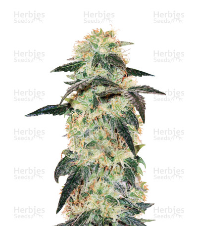 White Ice — White Label Seed Company
