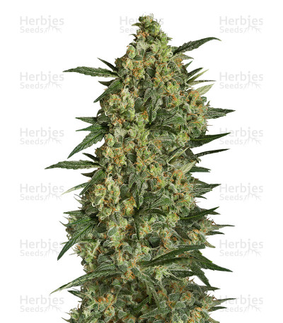 Critical + 2.0 — Dinafem Seeds