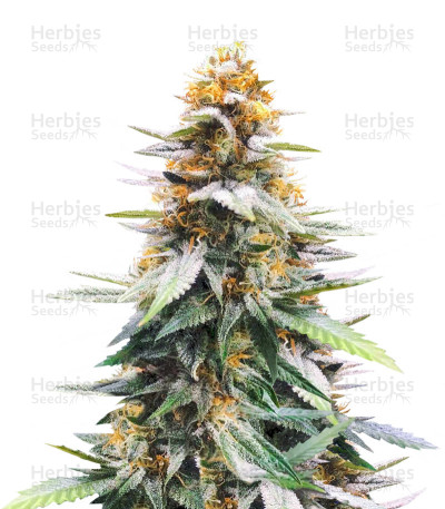 Pakistan Valley Early Harvest — World of Seeds