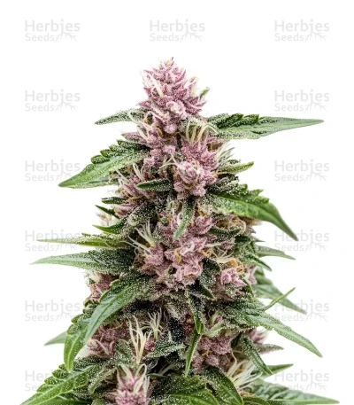 Forbidden Cherry — Dutch Passion