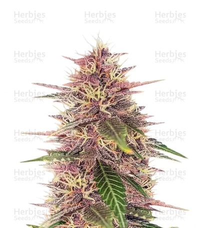 Humboldt Dream — Humboldt Seed Company
