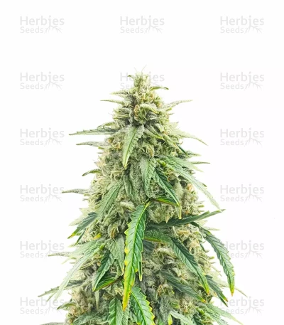 Pineapple Runtz Auto — Ethos Genetics