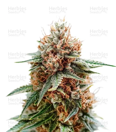 Sour Diesel