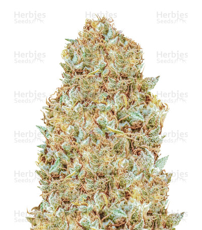 Monster Z — Monster Genetics